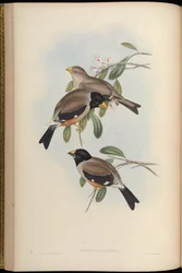 Eophona melanura = Eophona migratoria